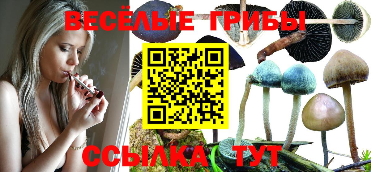 Галлюциногенные грибы Psilocybe  Вход с VPN  Южноуральск 